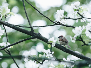 蝴蝶牌乒乓球拍有几种型号